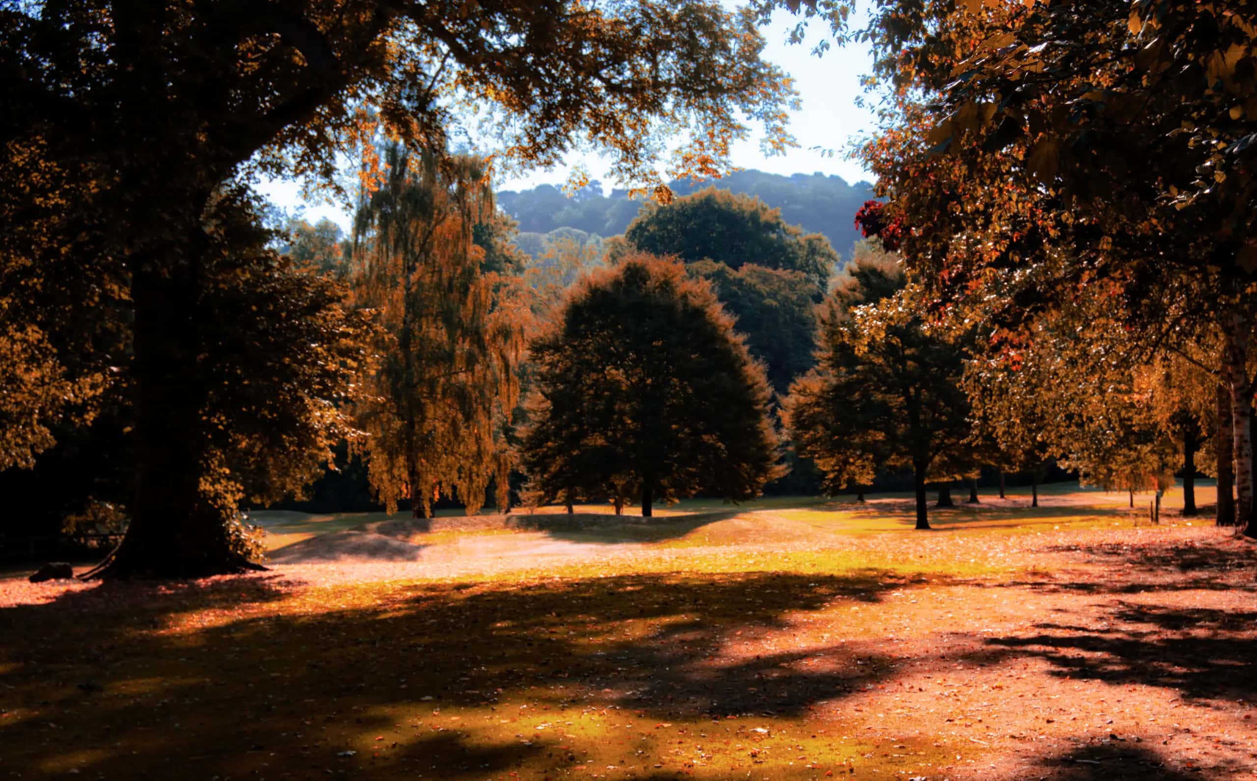 Professional web design services - Photo by Alex Smith
