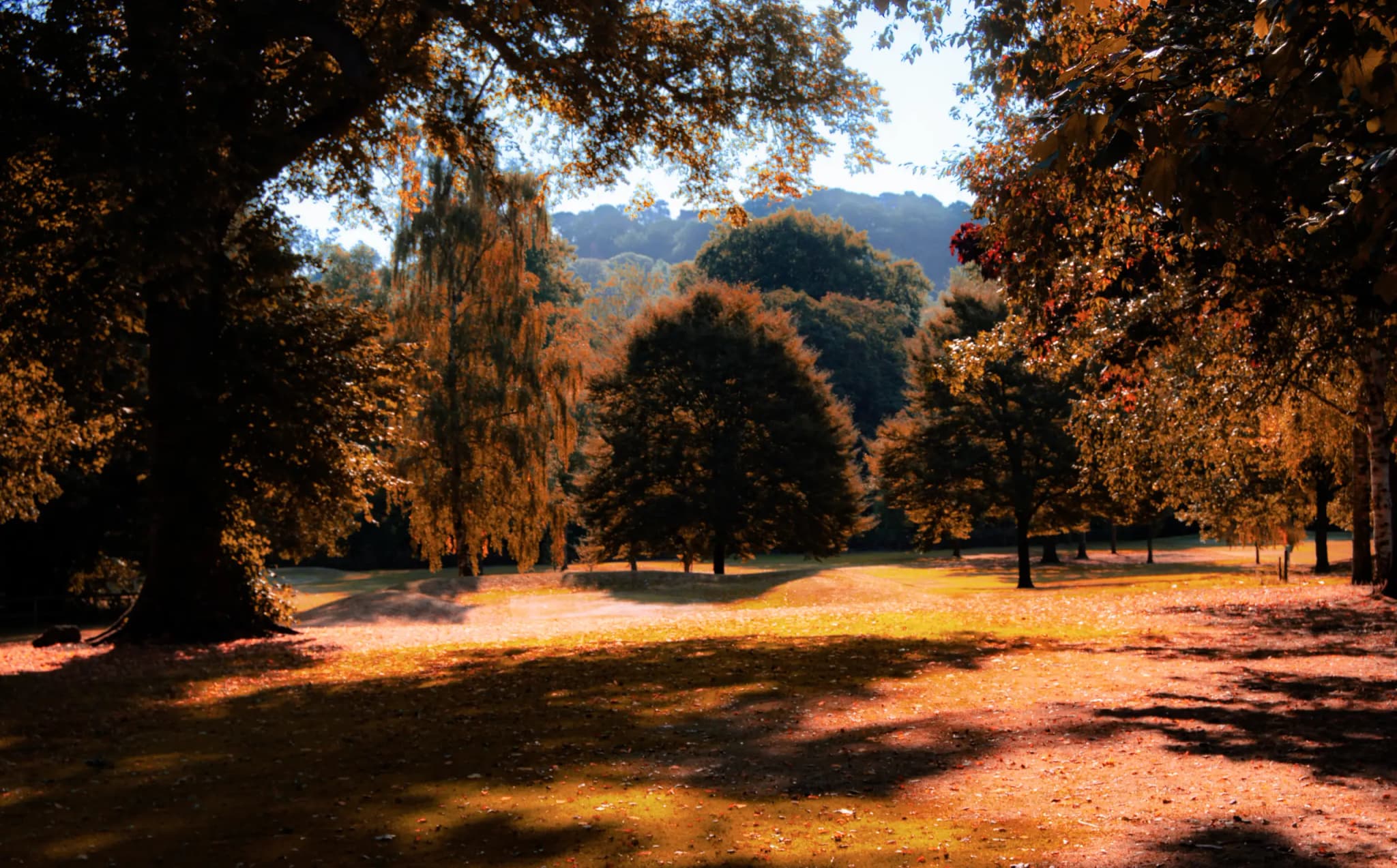 Professional web design services - Photo by Alex Smith